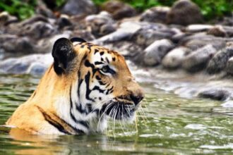 Sundarbans National Park, West Bengal