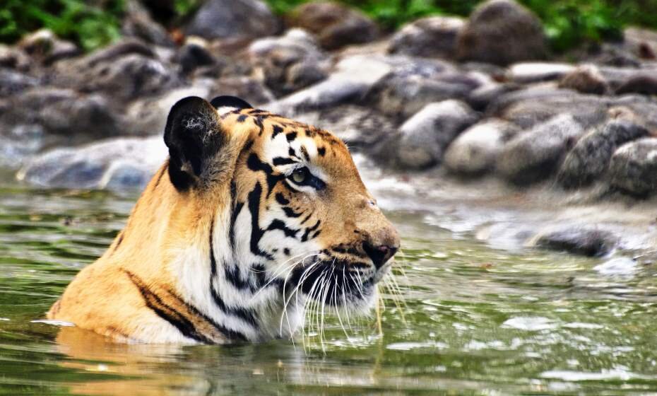 Sundarbans National Park, West Bengal