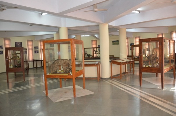 Zoological Survey of India Museum, Port Blair